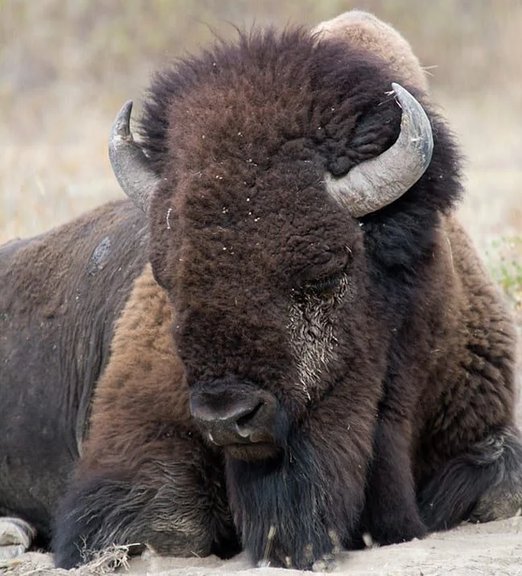 Bull Montana