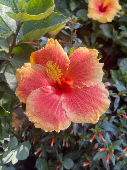 Hibiscus