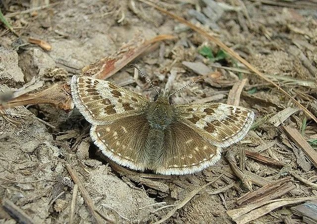 Graham Skipper