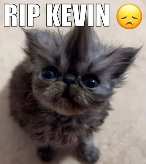 Kevin Kopelow