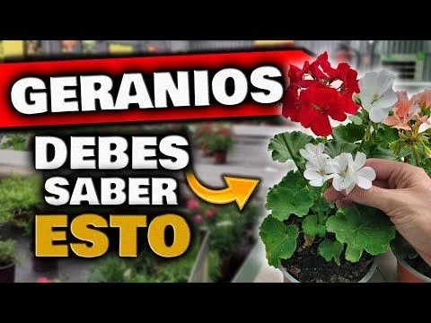 Ed Peranio